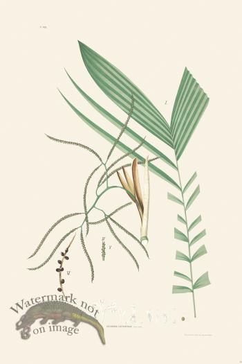 Rodrigues Palm Front 042